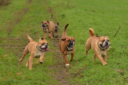 Continental Bulldogs Seeblickbulls Bilderalbum - mit Lehmann und Paul am See