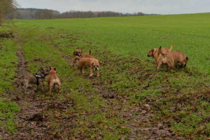 Continental Bulldogs Seeblickbulls Bilderalbum - mit Lehmann und Paul am See