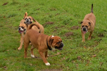 Continental Bulldogs Seeblickbulls Bilderalbum - mit Lehmann und Paul am See