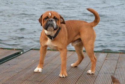 Continental Bulldogs Seeblickbulls Bilderalbum - mit Lehmann und Paul am See