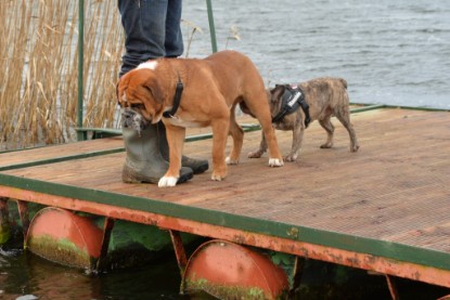 Continental Bulldogs Seeblickbulls Bilderalbum - mit Lehmann und Paul am See