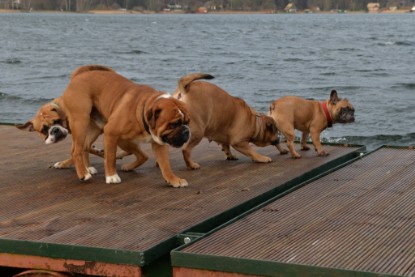 Continental Bulldogs Seeblickbulls Bilderalbum - mit Lehmann und Paul am See