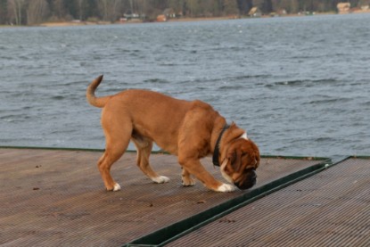 Continental Bulldogs Seeblickbulls Bilderalbum - mit Lehmann und Paul am See