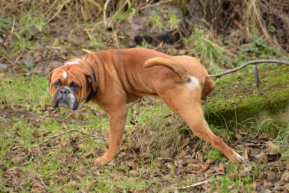 Continental Bulldogs Seeblickbulls Bilderalbum - mit Lehmann und Paul am See