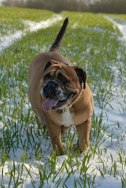 Continental Bulldogs Seeblickbulls Bilderalbum - Februar 2015