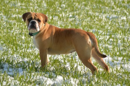 Continental Bulldogs Seeblickbulls Bilderalbum - Februar 2015