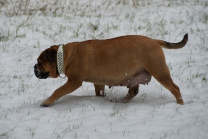 Continental Bulldogs Seeblickbulls Bilderalbum - Februar 2015