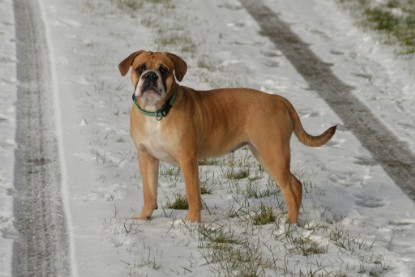 Continental Bulldogs Seeblickbulls Bilderalbum - Februar 2015