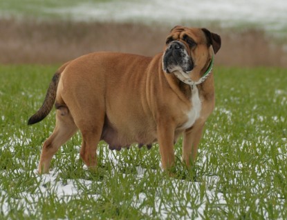 Continental Bulldogs Seeblickbulls Bilderalbum - Februar 2015