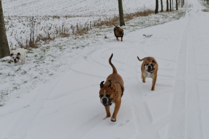 Continental Bulldogs Seeblickbulls Bilderalbum - Februar 2015