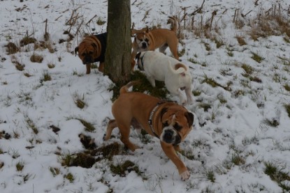 Continental Bulldogs Seeblickbulls Bilderalbum - Februar 2015