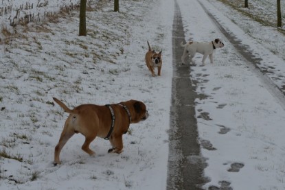 Continental Bulldogs Seeblickbulls Bilderalbum - Februar 2015