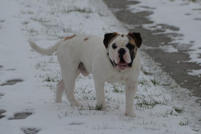 Continental Bulldogs Seeblickbulls Bilderalbum - Februar 2015