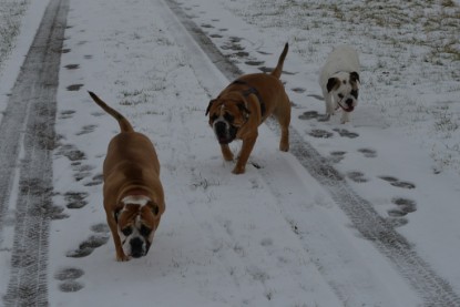 Continental Bulldogs Seeblickbulls Bilderalbum - Februar 2015