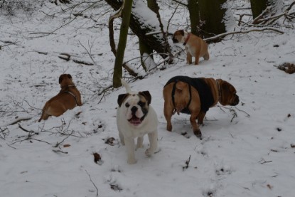 Continental Bulldogs Seeblickbulls Bilderalbum - Februar 2015