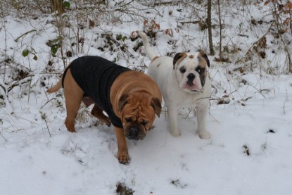 Continental Bulldogs Seeblickbulls Bilderalbum - Februar 2015