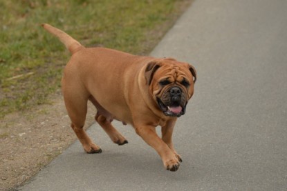 Continental Bulldogs Seeblickbulls Bilderalbum - Februar 2015