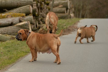 Continental Bulldogs Seeblickbulls Bilderalbum - Februar 2015