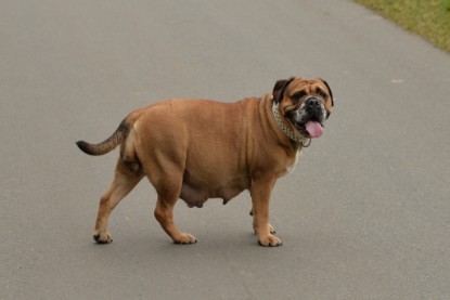 Continental Bulldogs Seeblickbulls Bilderalbum - Februar 2015