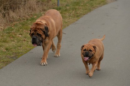 Continental Bulldogs Seeblickbulls Bilderalbum - Februar 2015