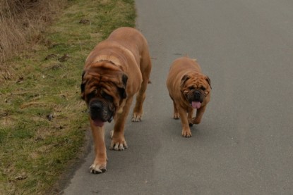 Continental Bulldogs Seeblickbulls Bilderalbum - Februar 2015