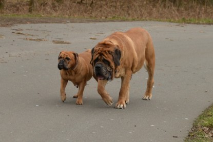 Continental Bulldogs Seeblickbulls Bilderalbum - Februar 2015