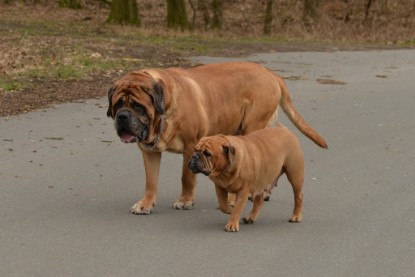 Continental Bulldogs Seeblickbulls Bilderalbum - Februar 2015