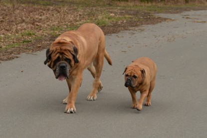 Continental Bulldogs Seeblickbulls Bilderalbum - Februar 2015