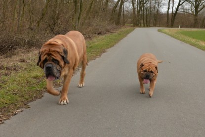 Continental Bulldogs Seeblickbulls Bilderalbum - Februar 2015