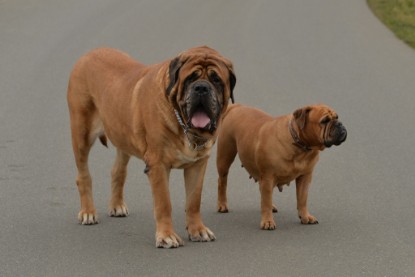 Continental Bulldogs Seeblickbulls Bilderalbum - Februar 2015