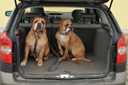 Continental Bulldogs Seeblickbulls Bilderalbum - Februar 2015