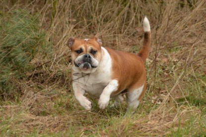 Continental Bulldogs Seeblickbulls Bilderalbum - Februar 2015