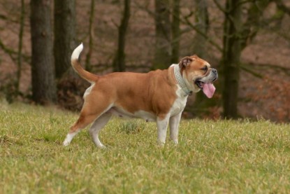 Continental Bulldogs Seeblickbulls Bilderalbum - Februar 2015