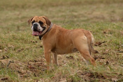 Continental Bulldogs Seeblickbulls Bilderalbum - Februar 2015