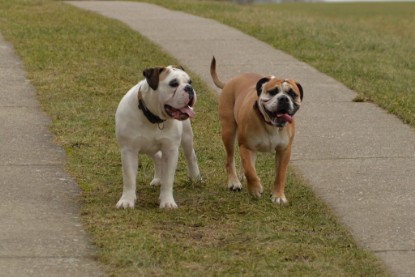 Continental Bulldogs Seeblickbulls Bilderalbum - Februar 2015