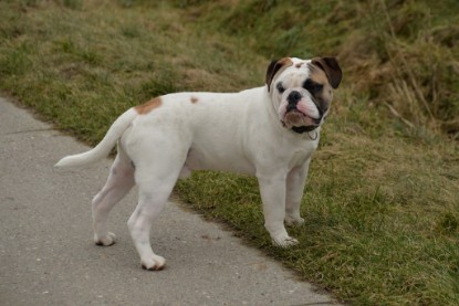 Continental Bulldogs Seeblickbulls Bilderalbum - Februar 2015