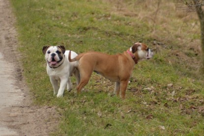 Continental Bulldogs Seeblickbulls Bilderalbum - Februar 2015