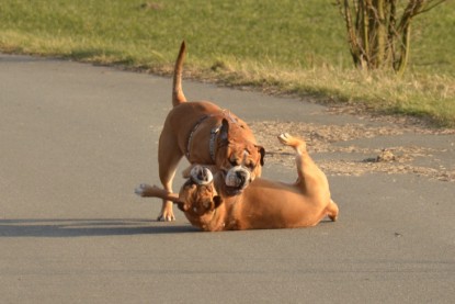 Continental Bulldogs Seeblickbulls Bilderalbum - Februar 2015