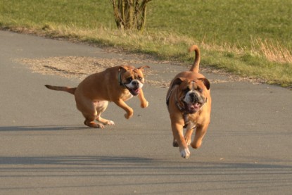 Continental Bulldogs Seeblickbulls Bilderalbum - Februar 2015