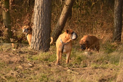 Continental Bulldogs Seeblickbulls Bilderalbum - Februar 2015