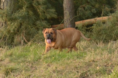 Continental Bulldogs Seeblickbulls Bilderalbum - Februar 2015