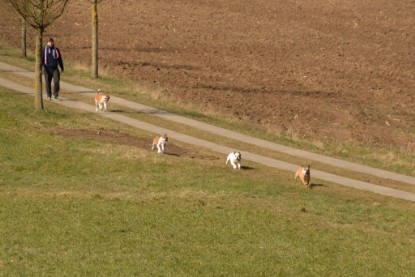 Continental Bulldogs Seeblickbulls Bilderalbum - 22. März 2015