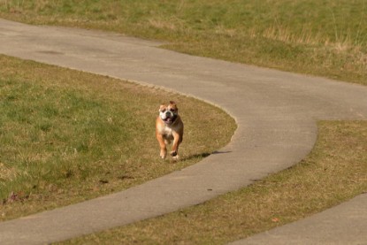 Continental Bulldogs Seeblickbulls Bilderalbum - 22. März 2015