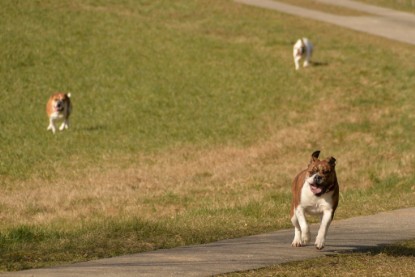 Continental Bulldogs Seeblickbulls Bilderalbum - 22. März 2015