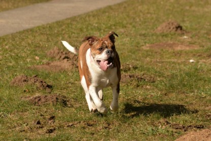 Continental Bulldogs Seeblickbulls Bilderalbum - 22. März 2015