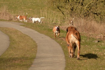 Continental Bulldogs Seeblickbulls Bilderalbum - 22. März 2015