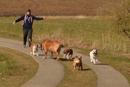 Continental Bulldogs Seeblickbulls Bilderalbum - 22. März 2015