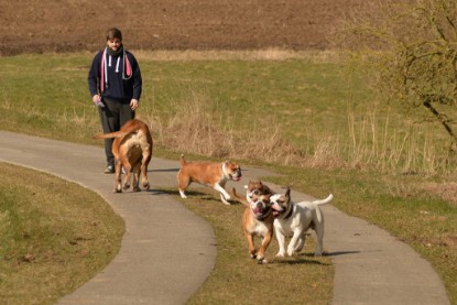 Continental Bulldogs Seeblickbulls Bilderalbum - 22. März 2015