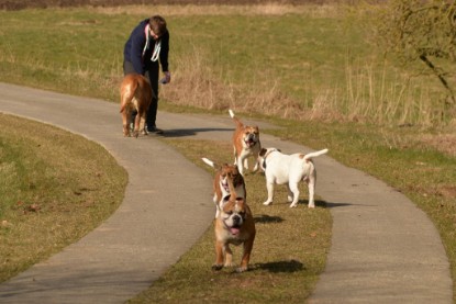 Continental Bulldogs Seeblickbulls Bilderalbum - 22. März 2015