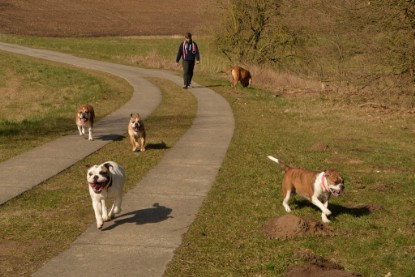 Continental Bulldogs Seeblickbulls Bilderalbum - 22. März 2015